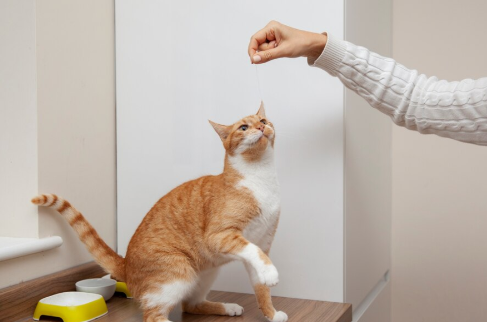 Las 10 cosas más extrañas que hacen los gatos