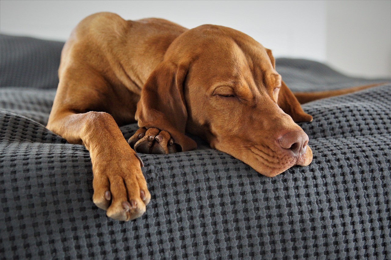 ¿Qué significa la posición de su perro al dormir?