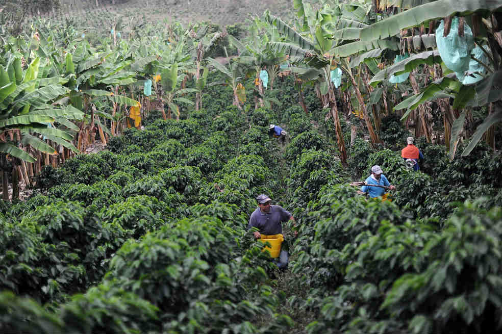Alerta cafetera