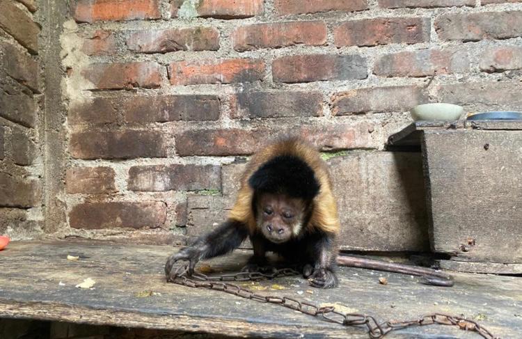 Más de 28 mil animales silvestres traficados en Colombia: así nos afecta este delito