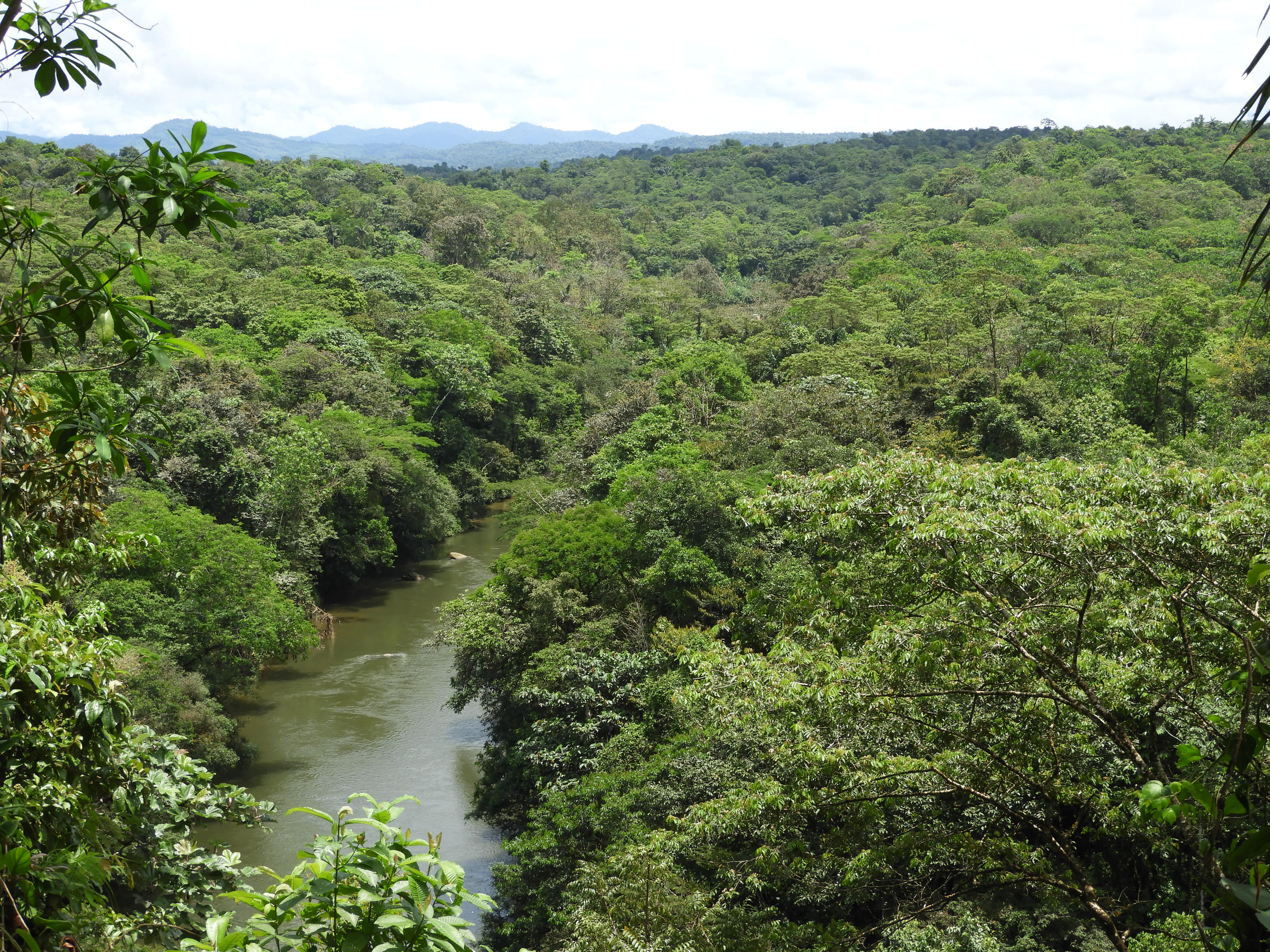 Declaran una nueva área protegida en Chocó de más de 30.000 hectáreas