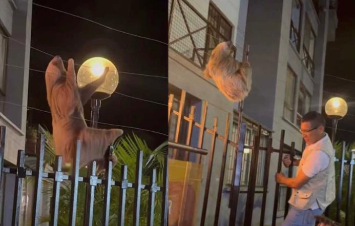 Video: rescatan un oso perezoso que colgaba de unos cables de energía