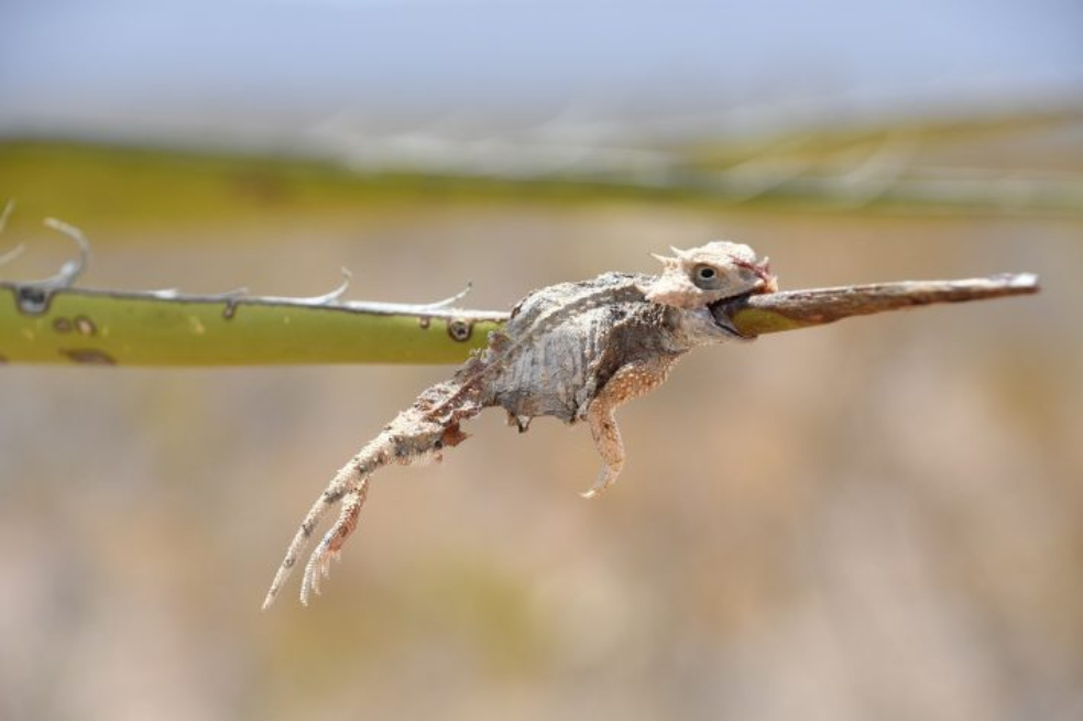 Este lagarto cornudo de cola redonda se queda para siempre con la boca abierta, empalado por el largo pico verde de un alcaudón caguama.