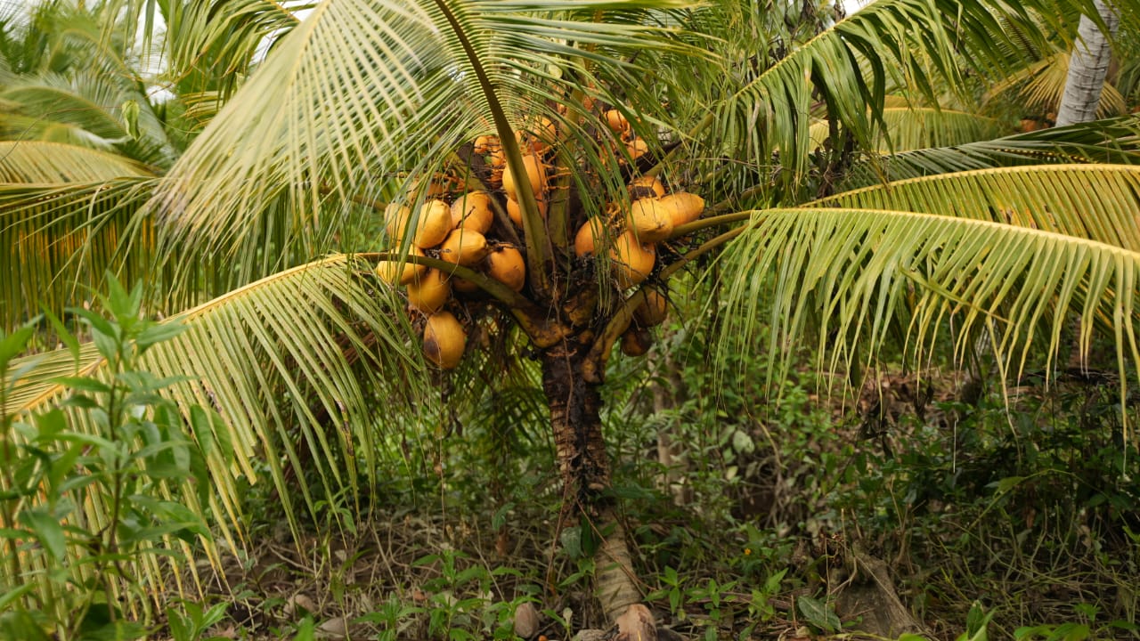 Producción de coco en el Pacífico recibirá una inversión de $65 mil millones