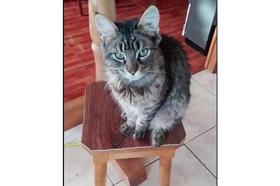 Youtuber chileno publica video en el que maltrata a su gato y usuarios en redes lo denuncian