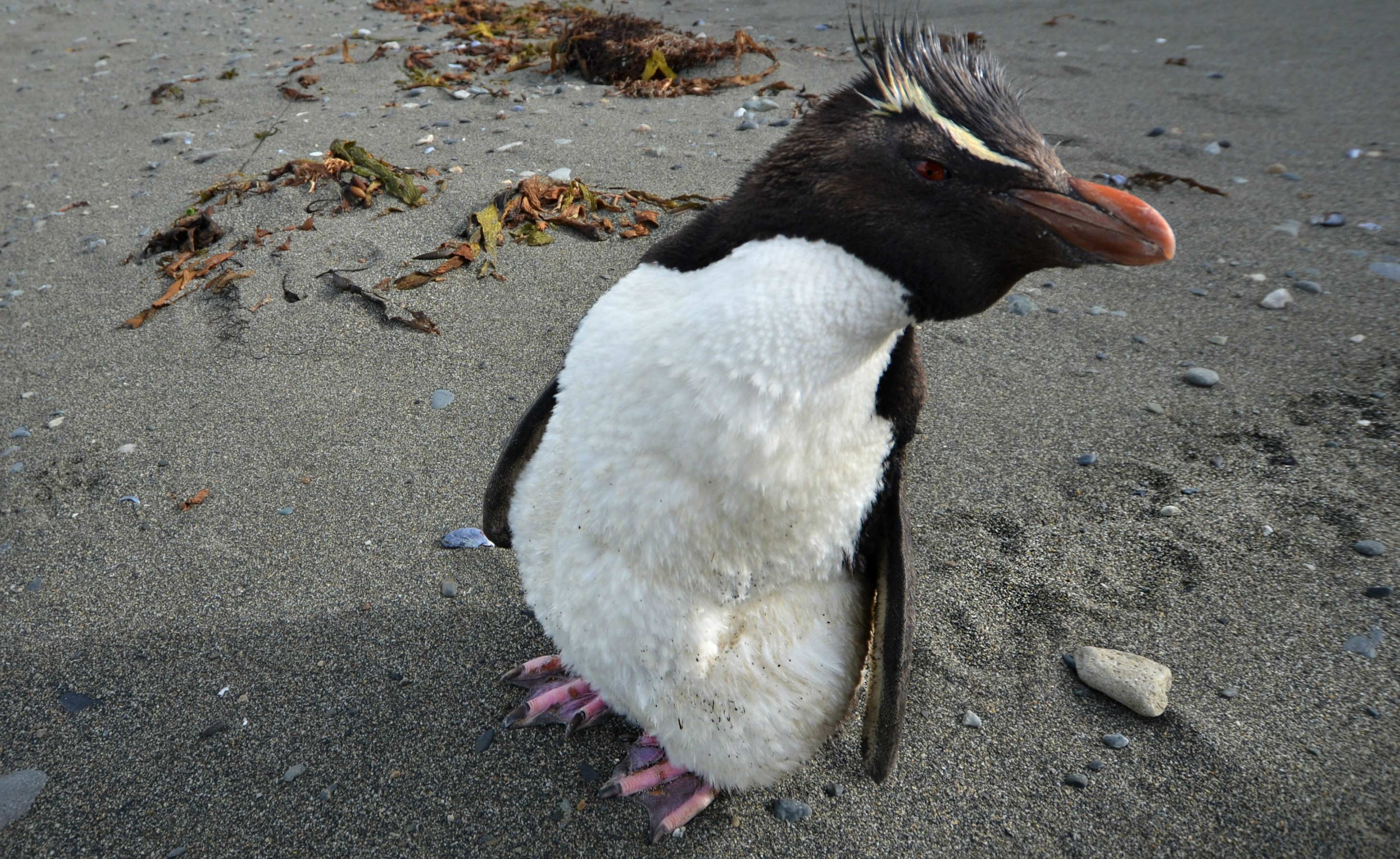 Las maratones de los pingüinos tawaki
