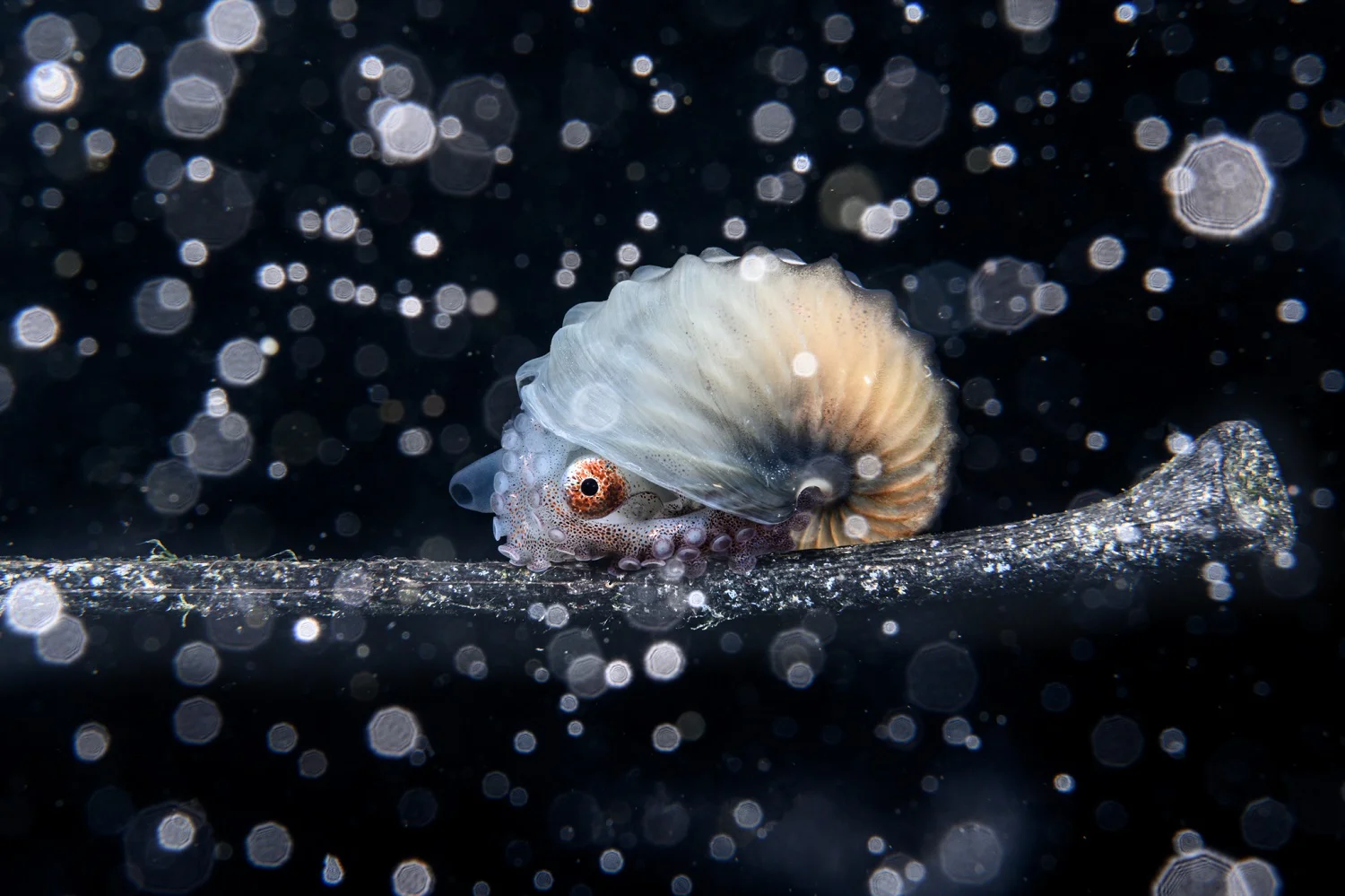 Fotografía ganadora del concurso Fotógrafo oceánico del año 2023.