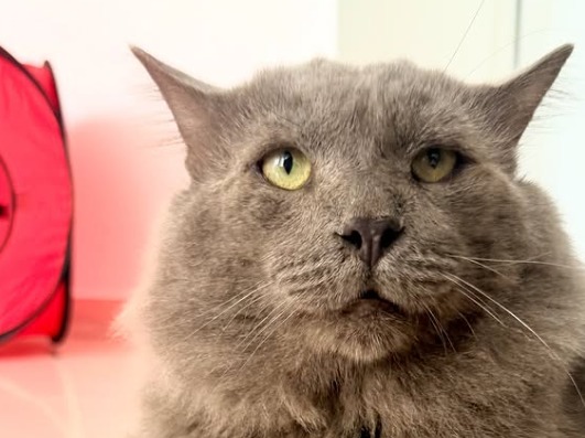 “Ya no puedo tener al gato”: devuelven a Orión 10 días después de adoptarlo