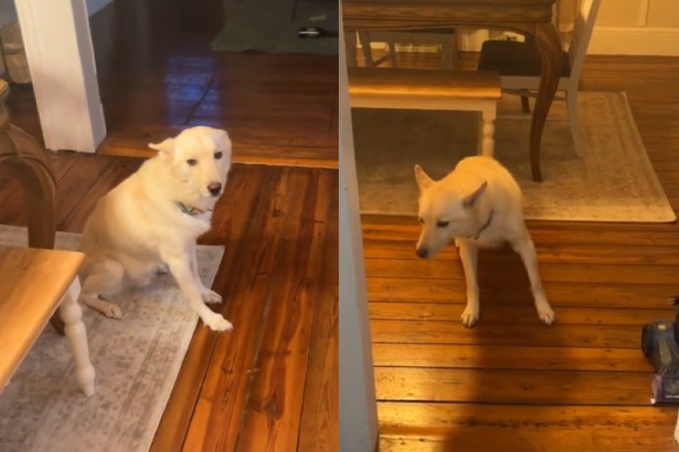 Video viral: esta mujer descubrió que su perro se emborrachó con whisky y vodka