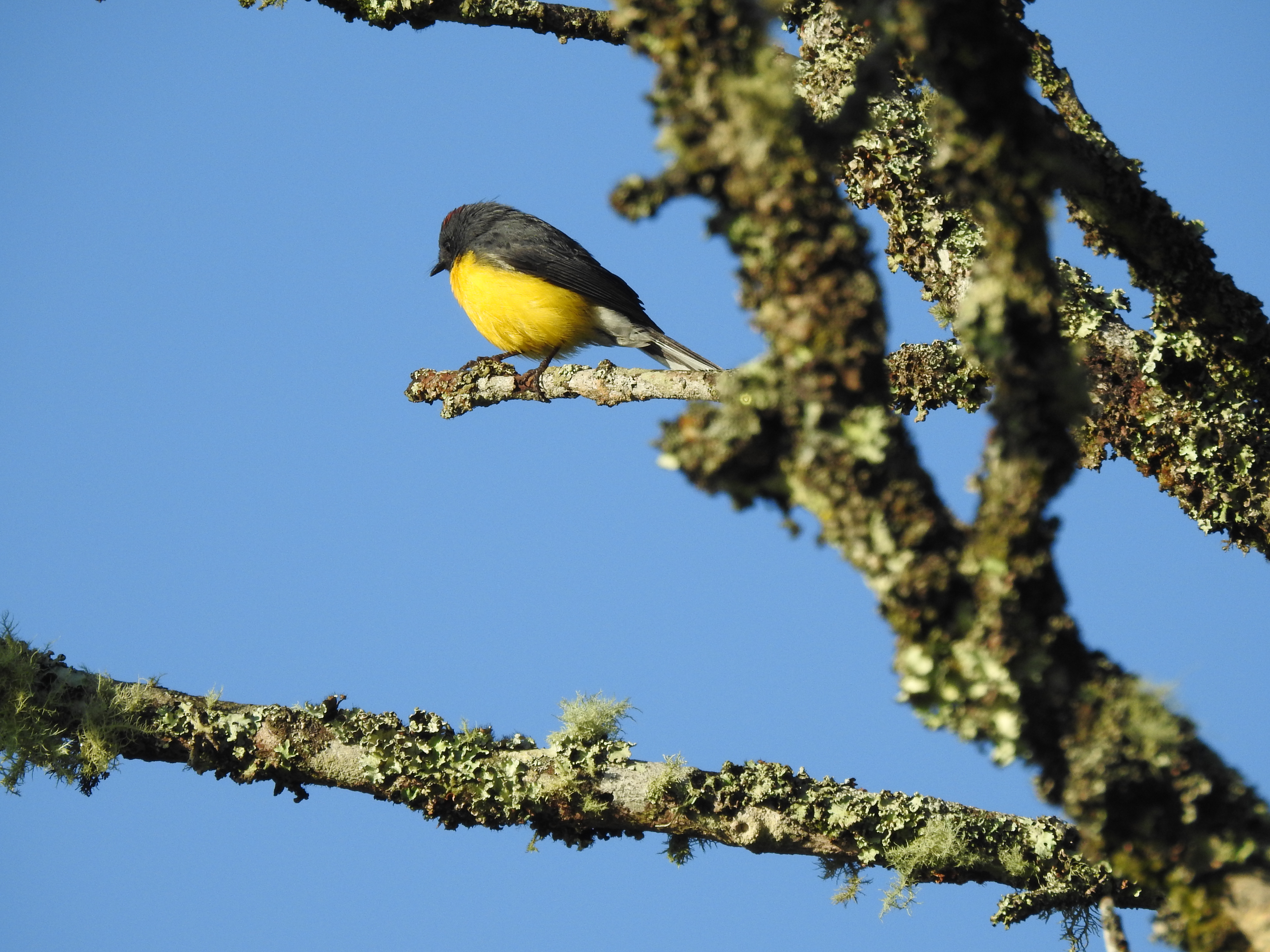 Nuevas especies de aves en Medellín
