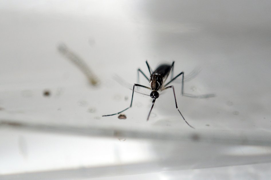 OMS establece Unidad de Respuesta Global para coordinar acciones contra zika