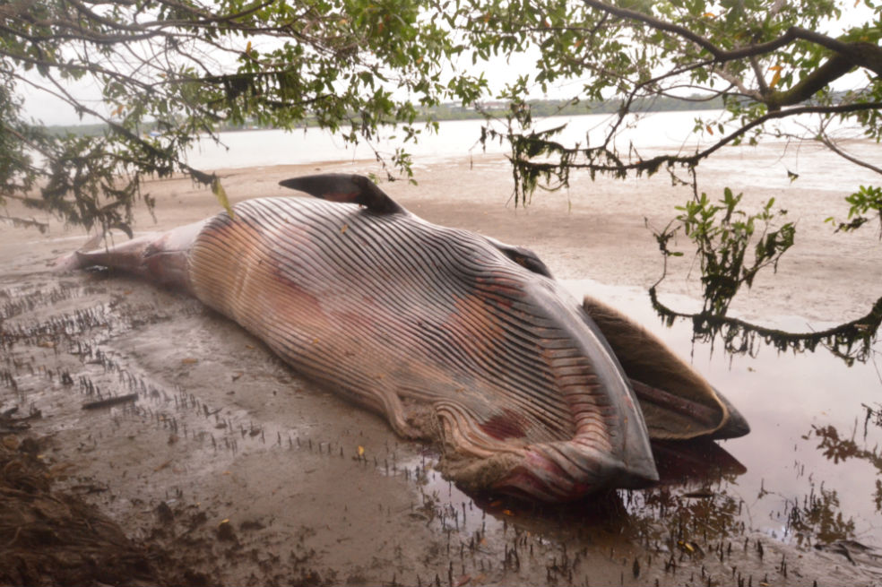 Encuentran una ballena jorobada muerta en la playa de Buenaventura