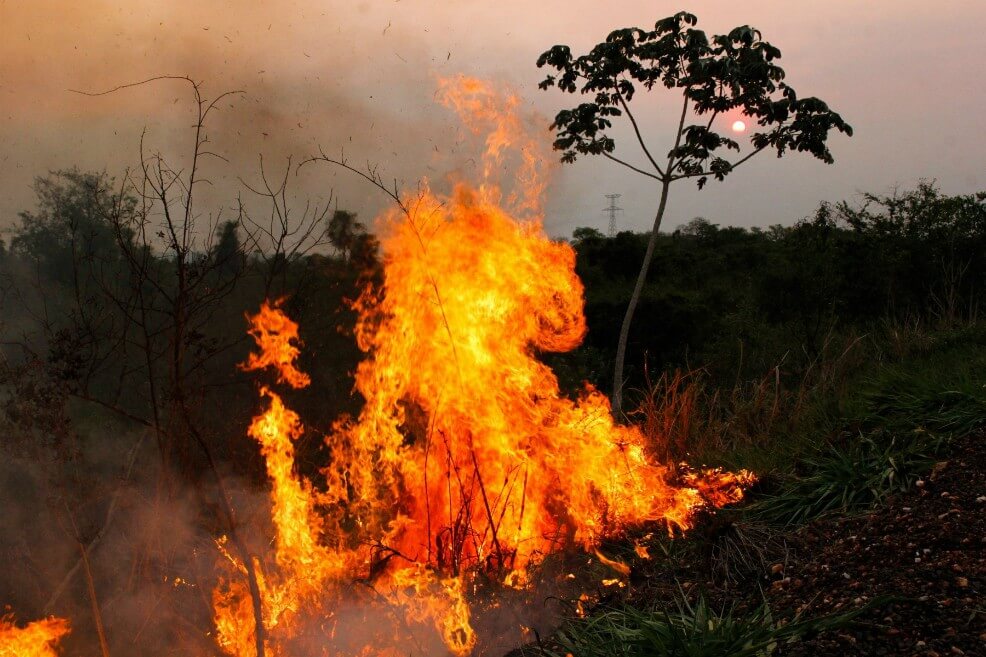 Incendios afectaron cerca del 85% de las especies amenazadas del Amazonas