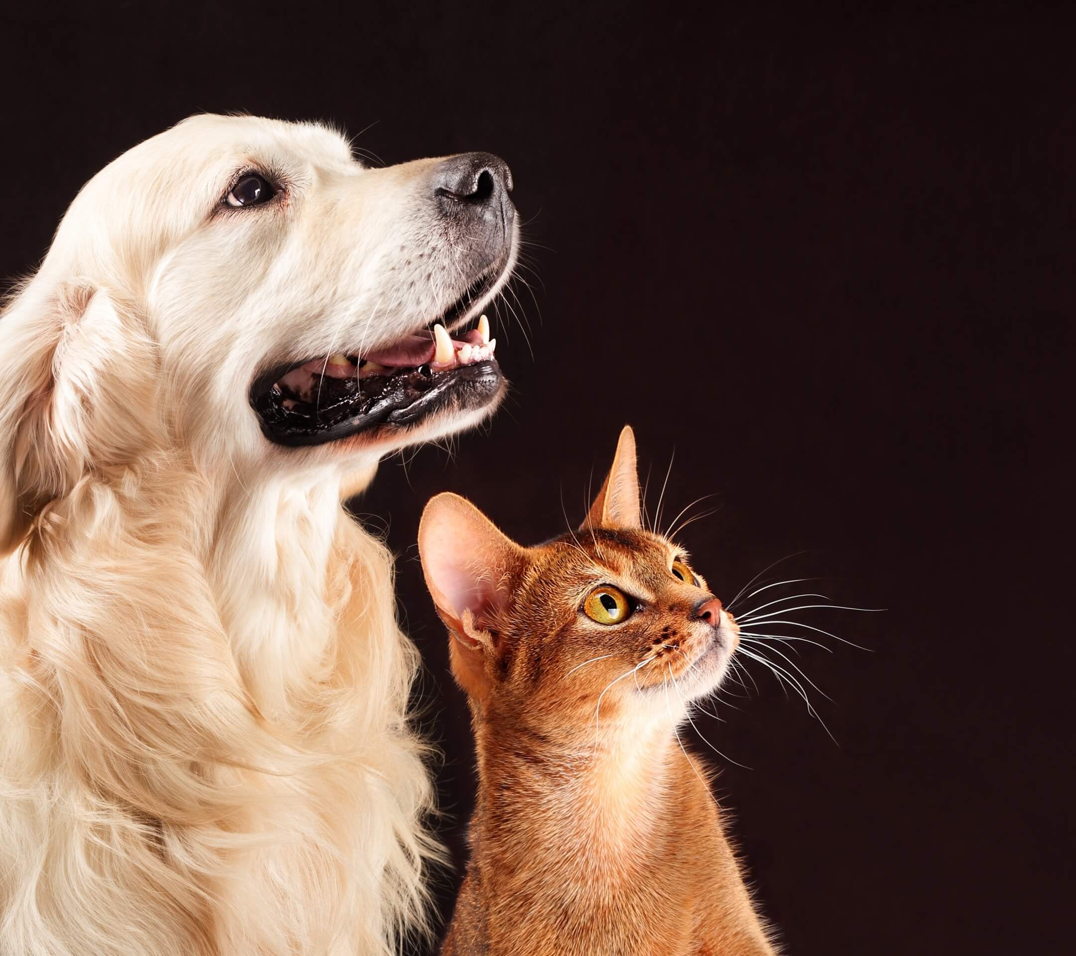 Perros y gatos no necesitan tapabocas para evitar coronavirus