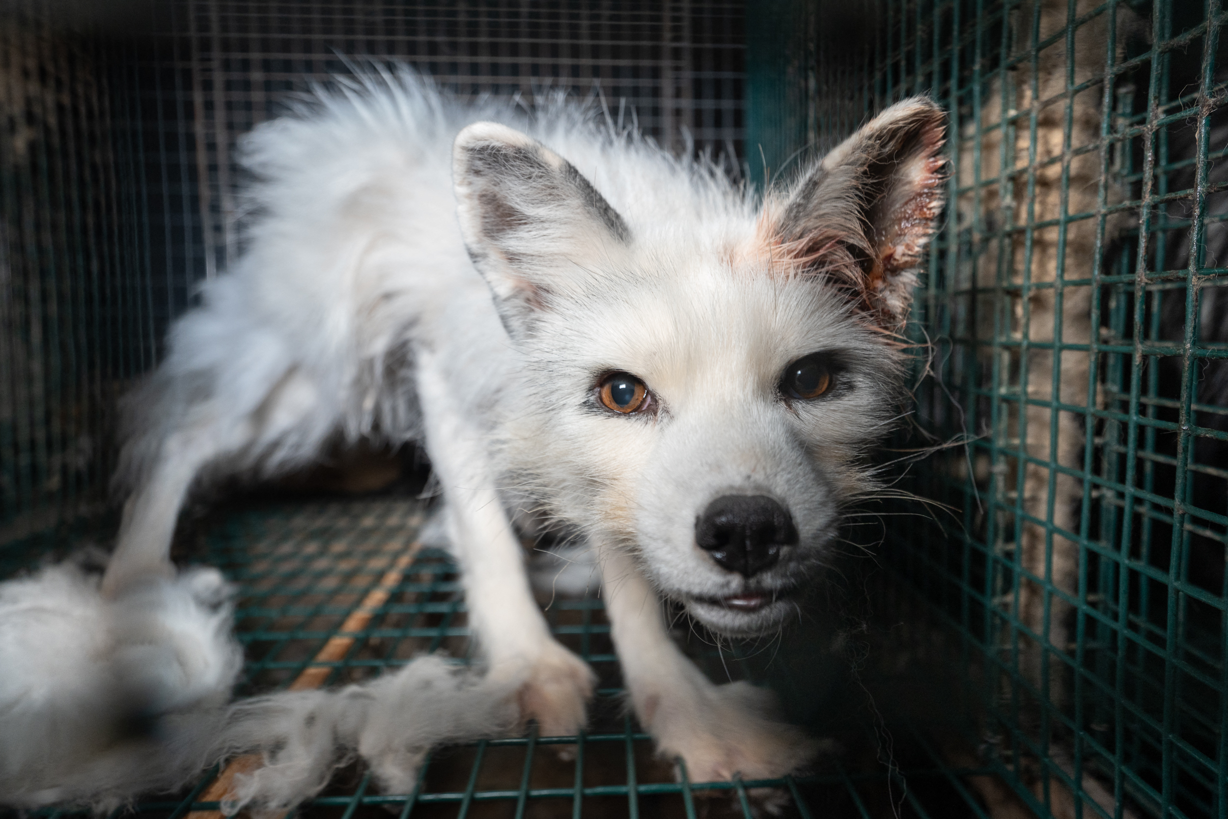 A white fox with an ear infection is pictured in Naerpio, Finland, on July 30, 2022. - Huge foxes trapped in small cages, infections, eye diseases, and young cubs eating their dead siblings, new footage by animal rights group paints a shocking picture of fur farming in Finland. With nearly a million pelts produced annually, Finland is Europe's leading producer of certified fox fur, the second in the world after China. (Photo by Oikeutta Elaimille / AFP) / TO GO WITH AFP STORY by Elias HUUHTANEN