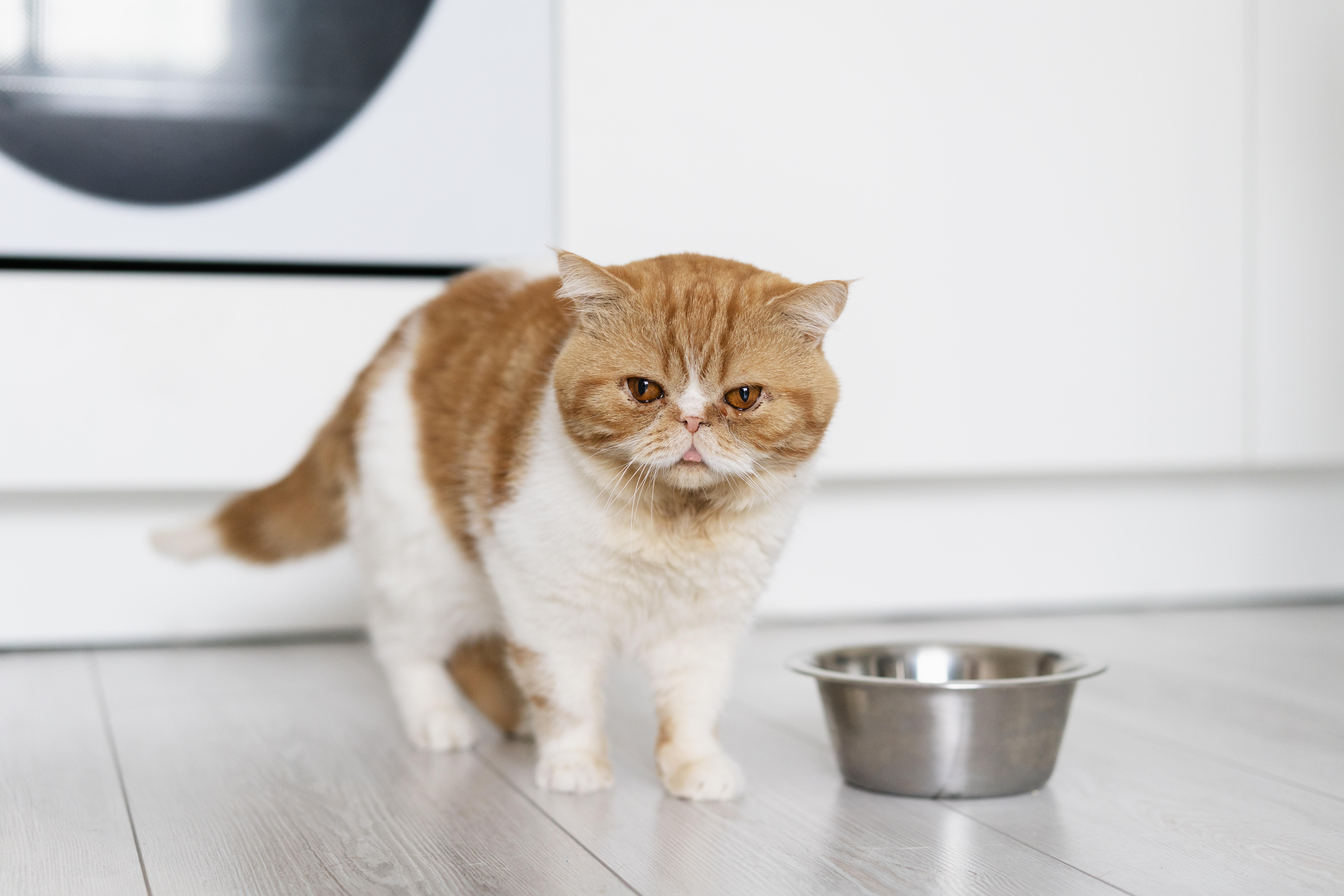 ¿Por los gatos frotan su cara en algunas personas? Esto quieren decir