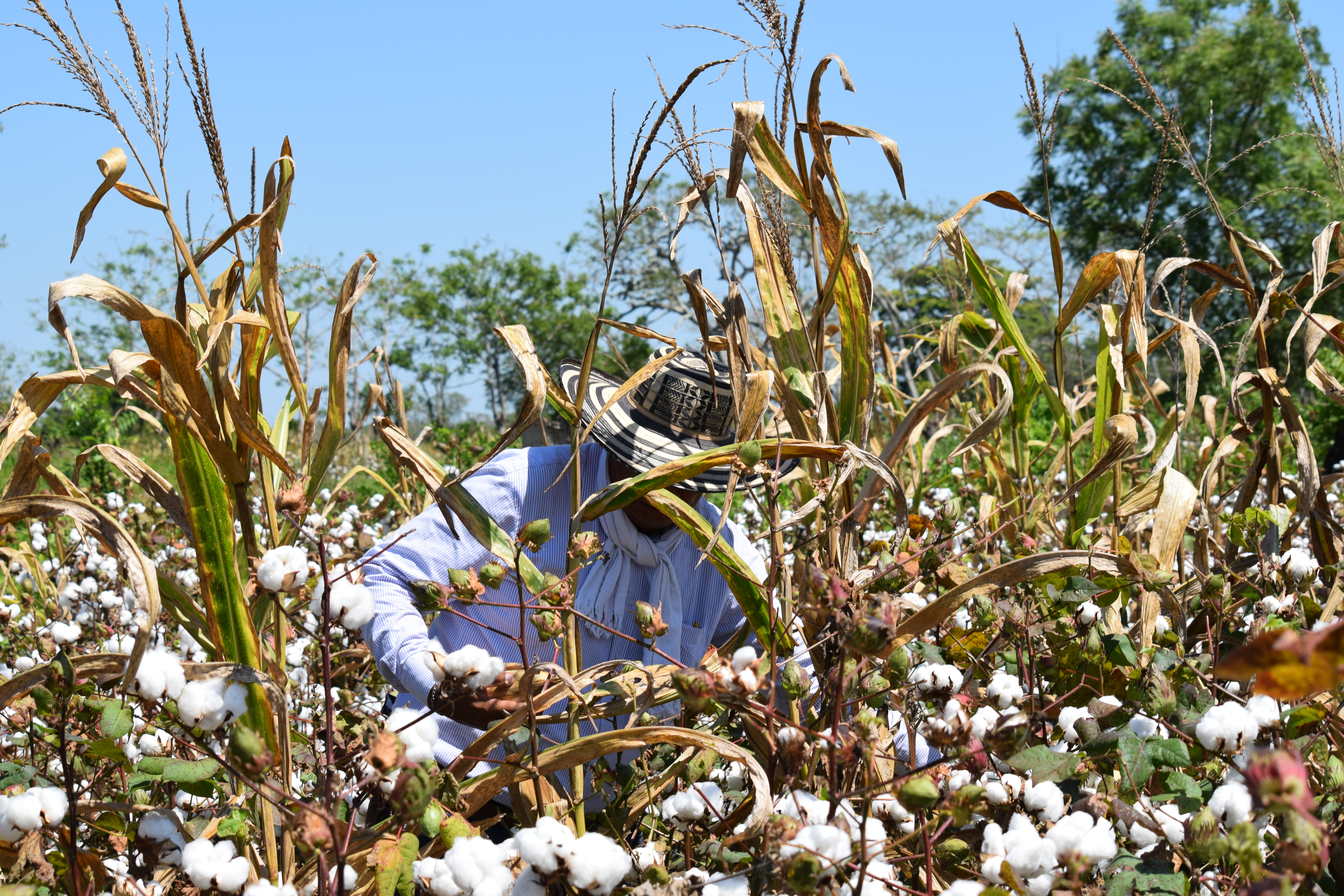 El algodón, un producto por recuperar en Colombia