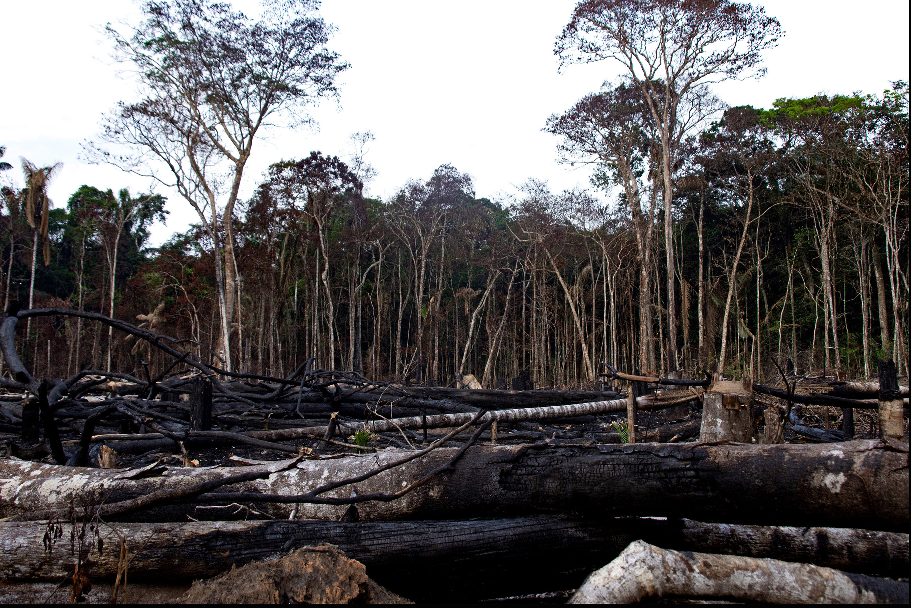 La lucha de una familia nukak por restaurar la Amazonia