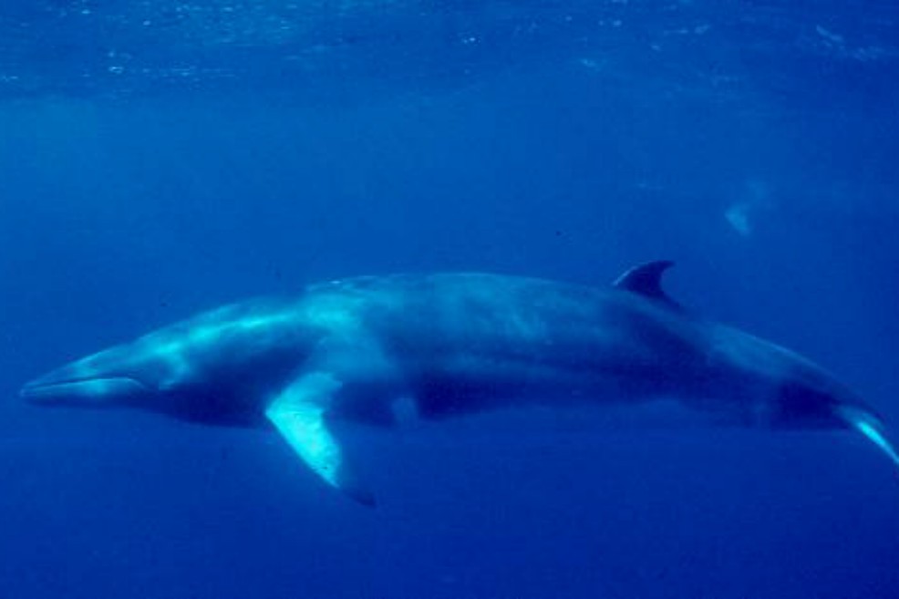 Japón caza 122 ballenas Minke que estaban embarazadas