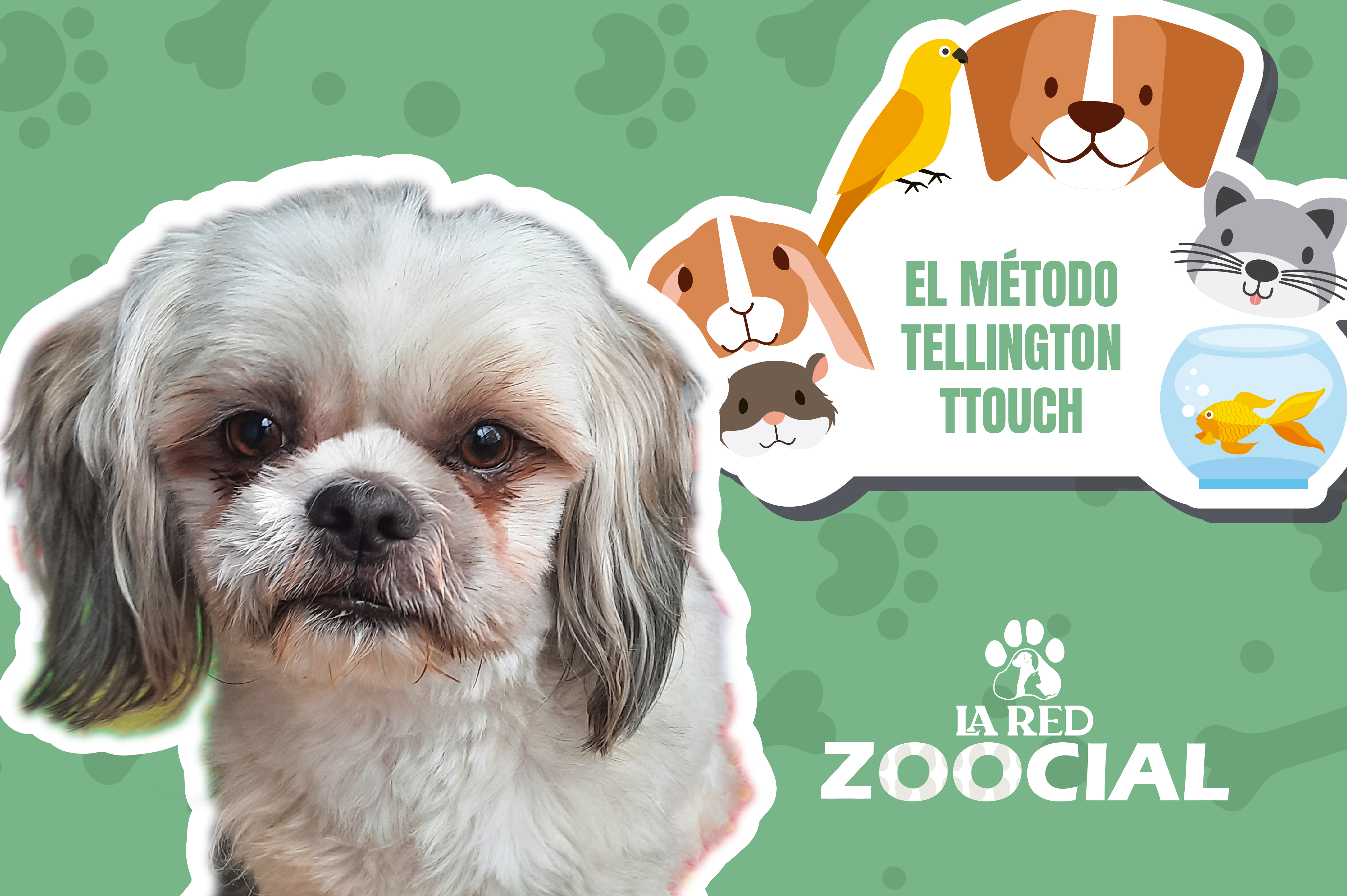 (VÍDEO) Método Tellington Ttouch: ¿qué es y cómo funciona?