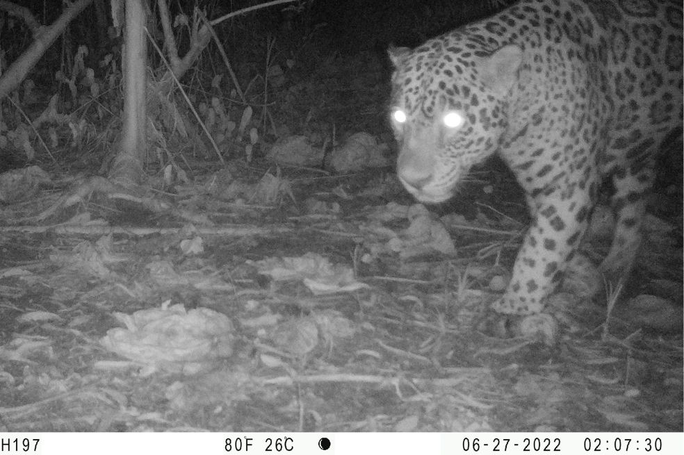 Colombia está perdiendo a sus jaguares