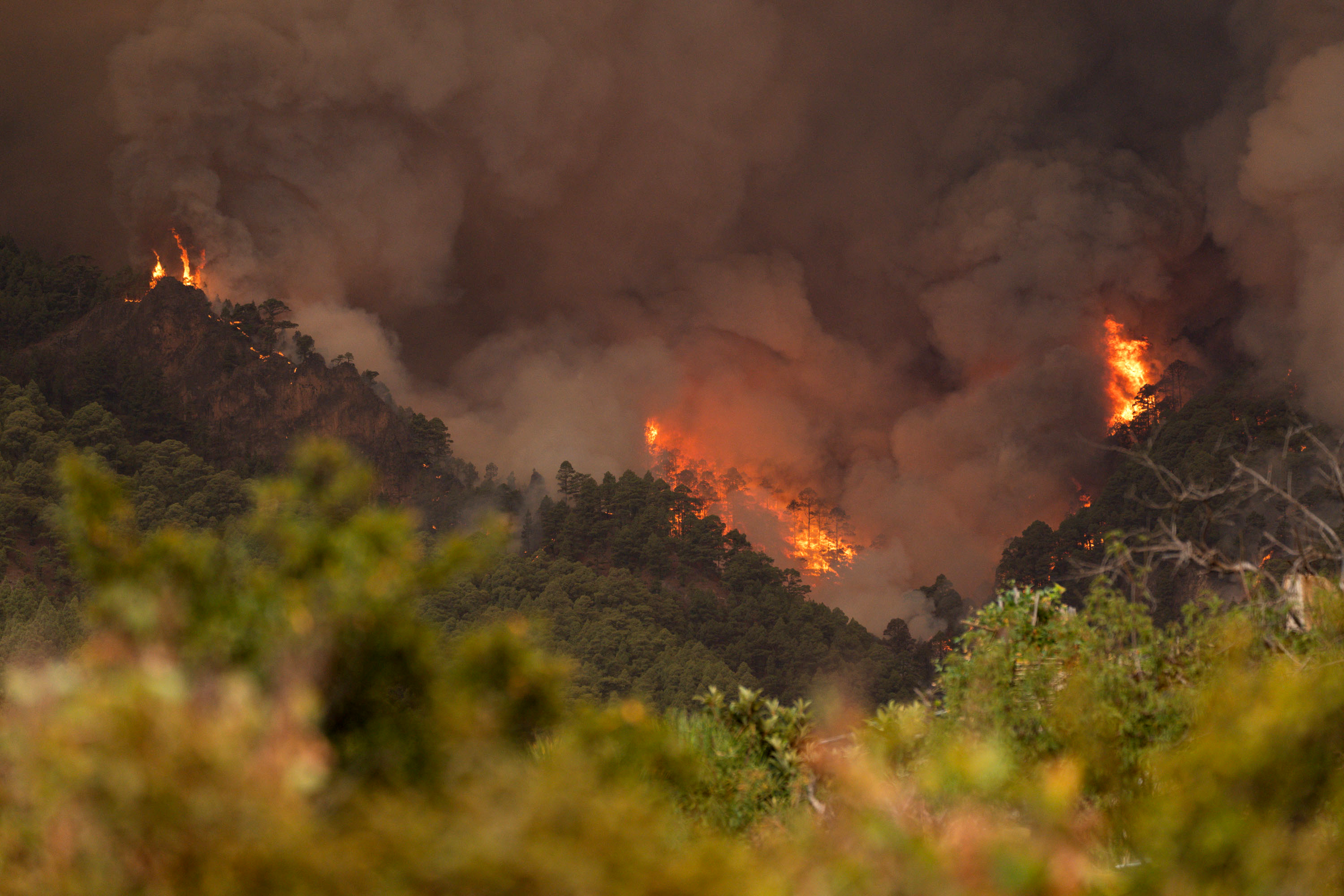 ¿Cómo actuar frente a los incendios forestales? Esto dicen los expertos