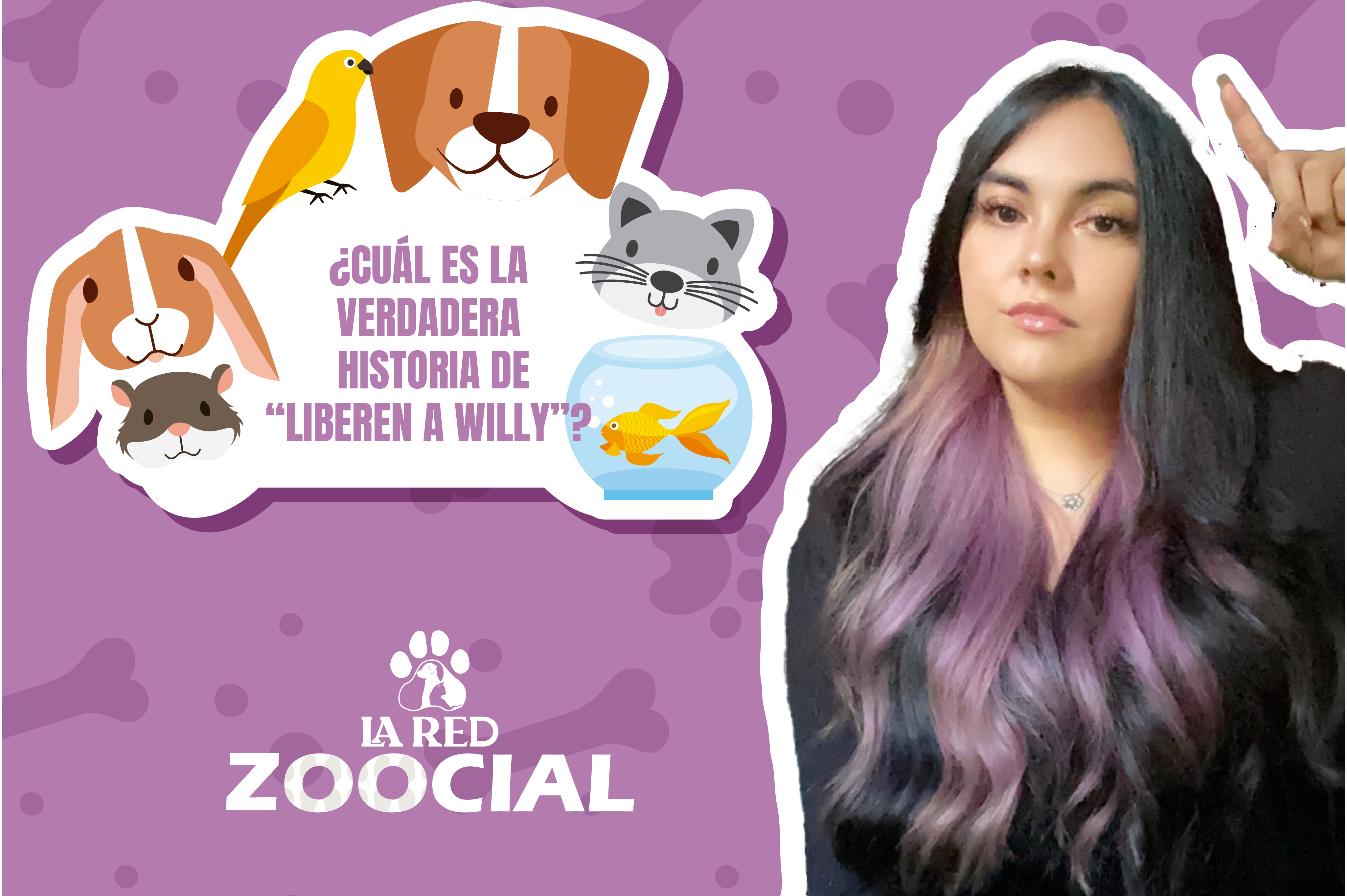 ¿Cuál es la verdadera y triste historia de Keiko, la orca de “Liberen a Willy”?