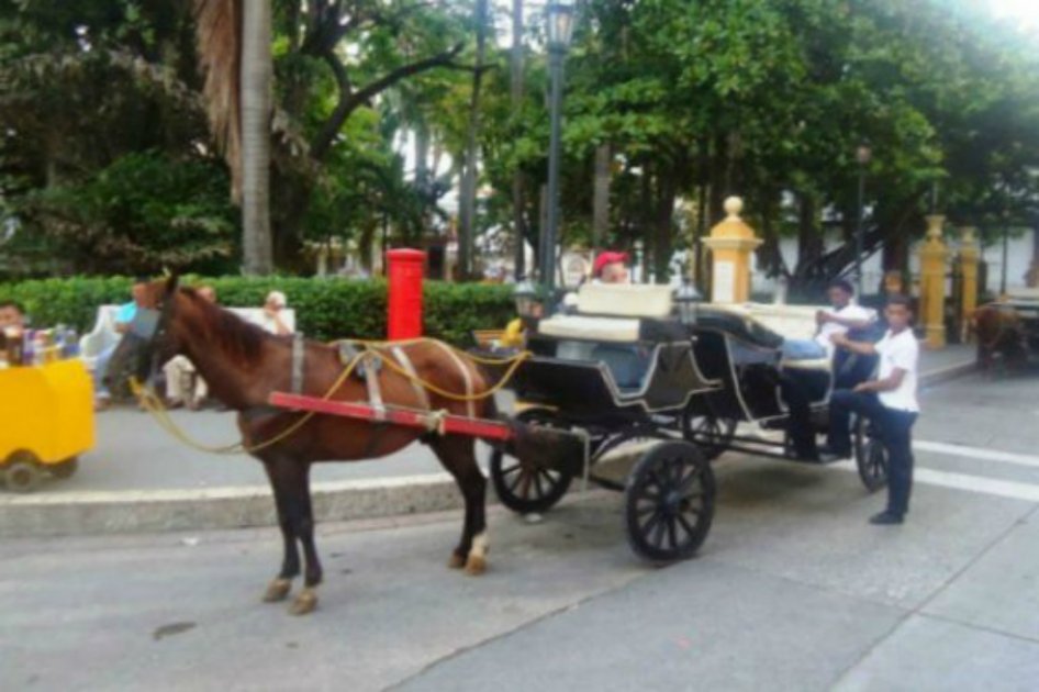 Avanza proyecto de ley para proteger a caballos cocheros en Cartagena