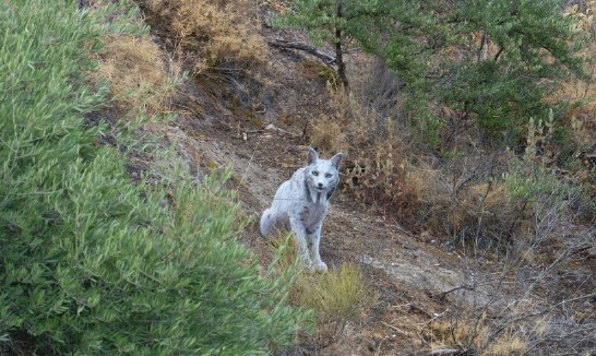En imágenes: un fotógrafo capta por primera vez un lince ibérico blanco