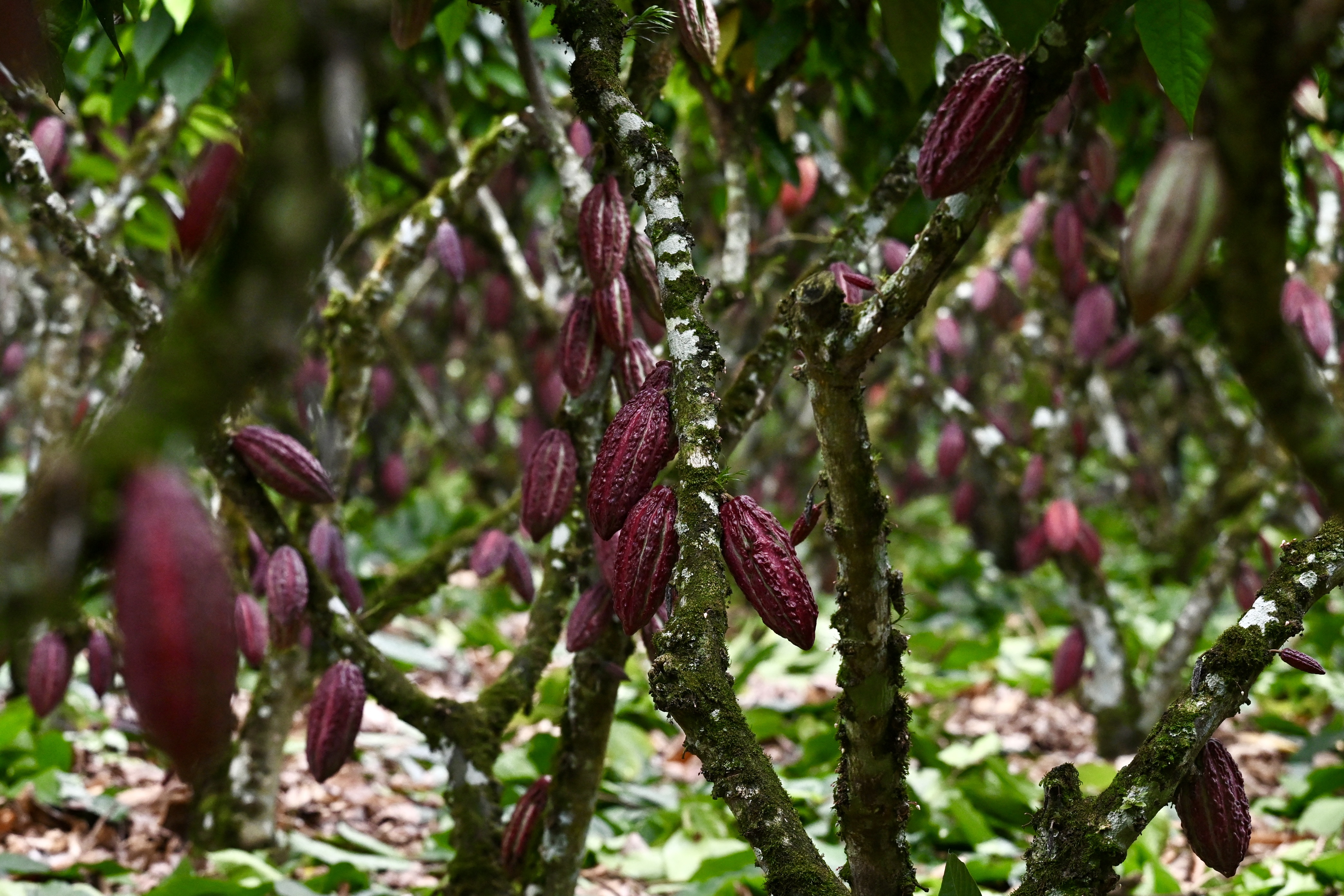 Caen los precios del cacao en el mundo: ¿por qué sigue siendo tan caro el chocolate?