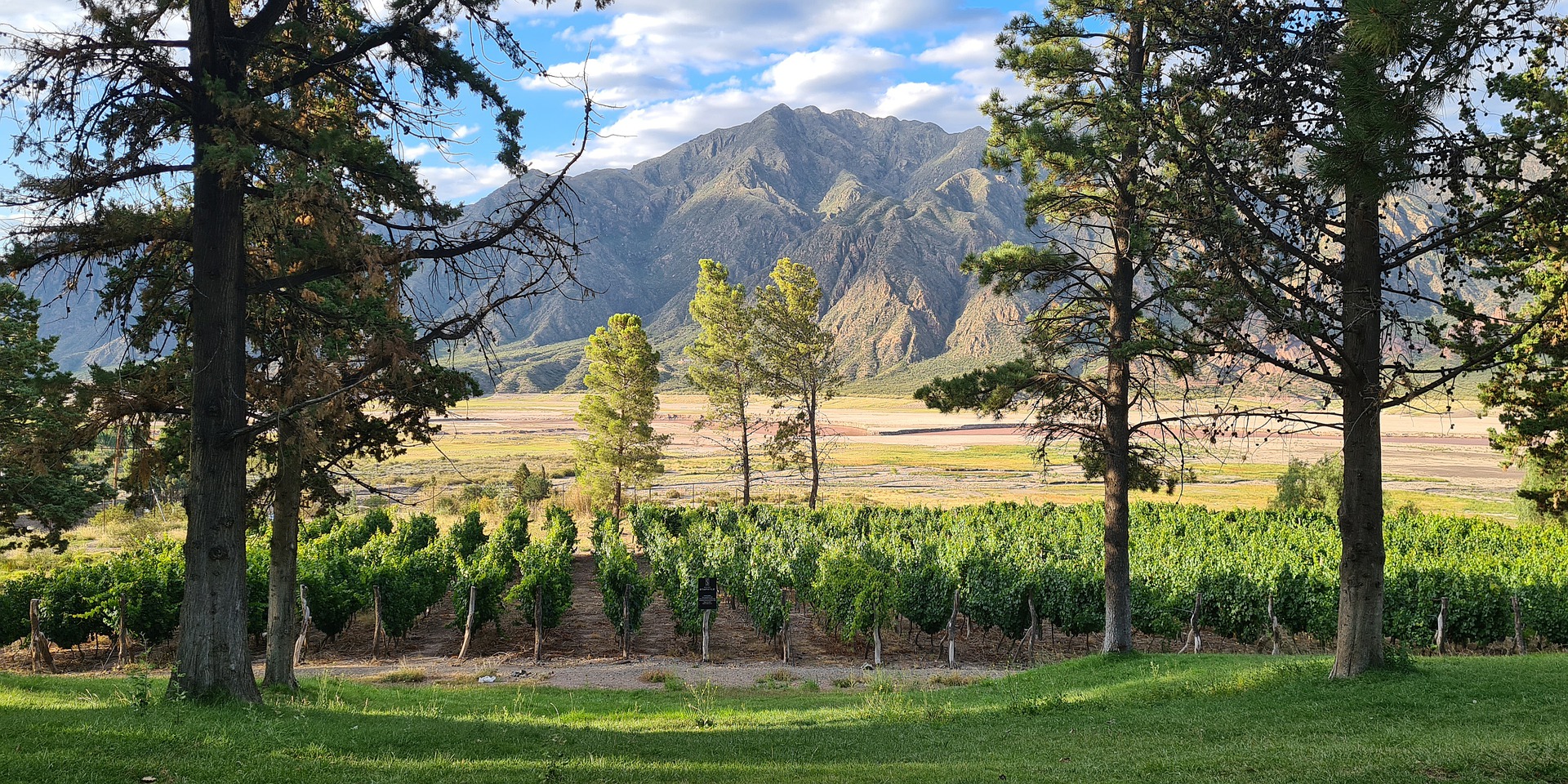 Mendoza es una de las grandes regiones vitivinícolas del mundo.
