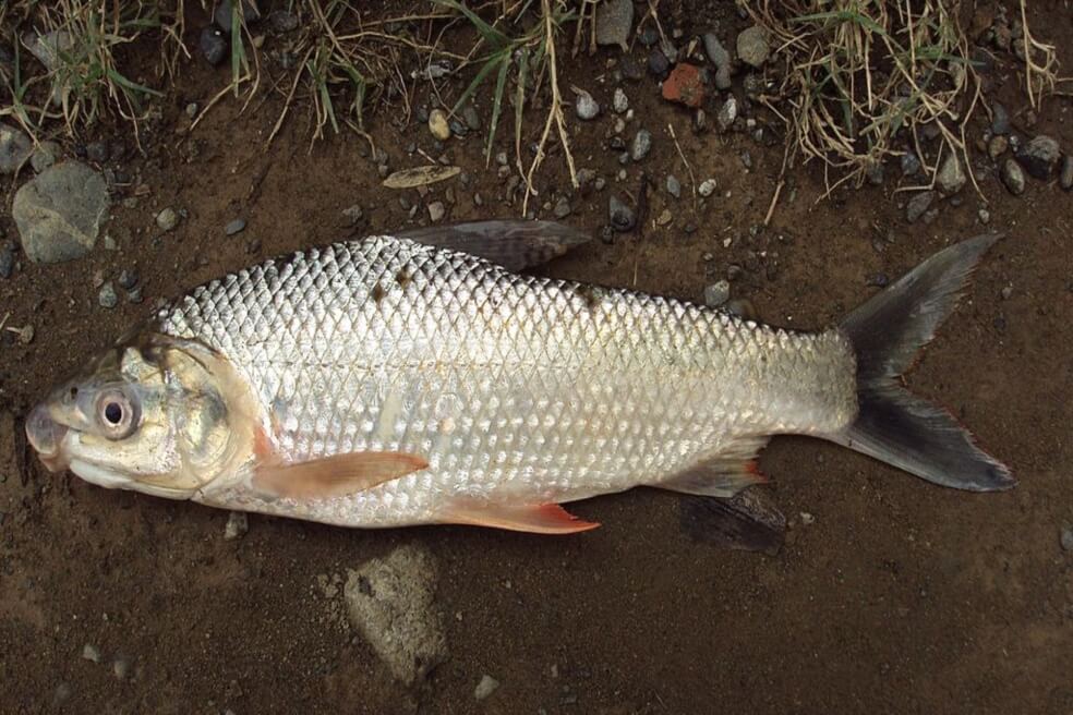 El bocachico, una de las especies afectadas por el glifosato