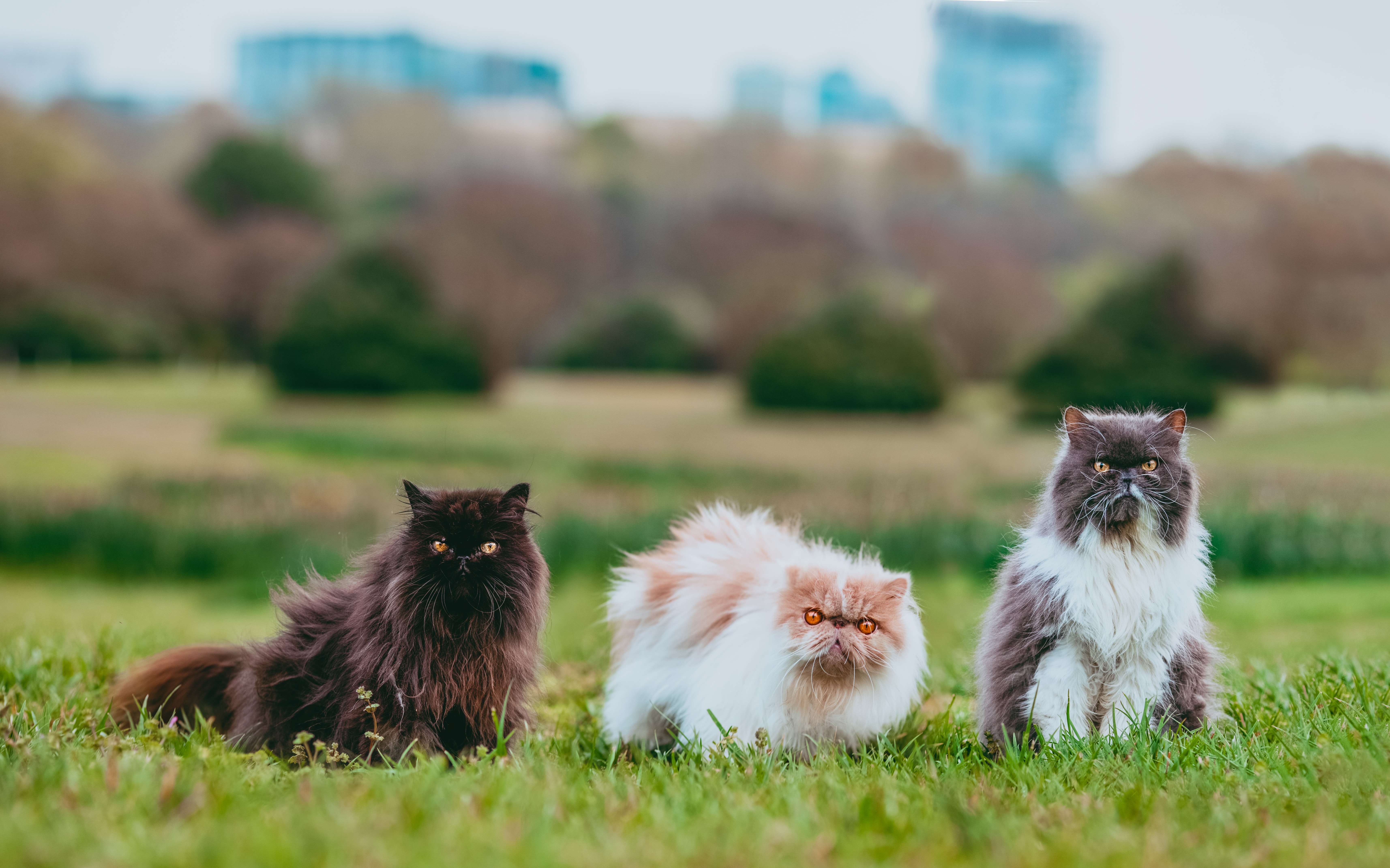 ¿Quiere adoptar un perro o gato en Bogotá? Estos animales buscan un nuevo hogar