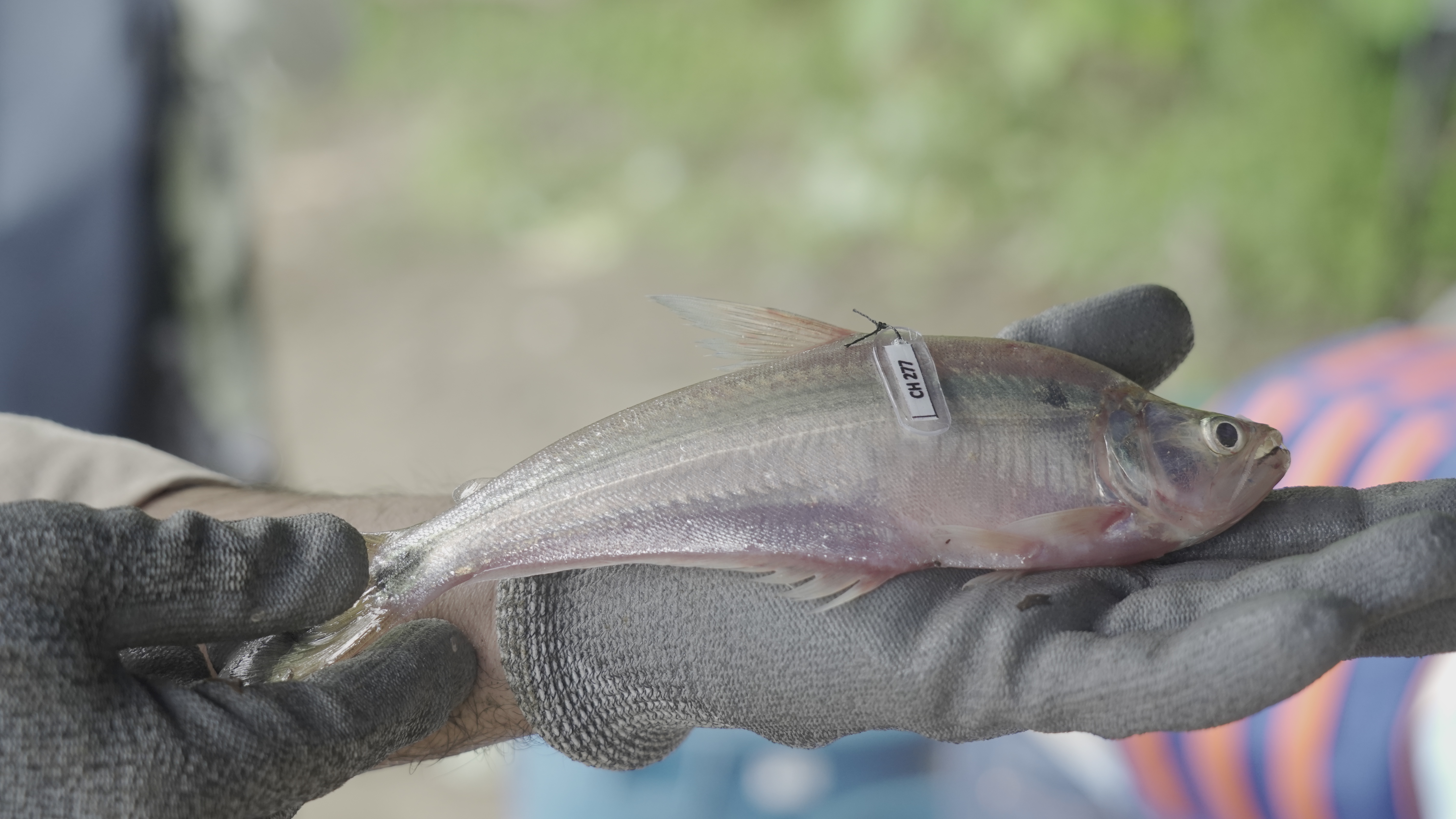 Estudios de alimento y reproducción de las especies ícticas del río Cauca.