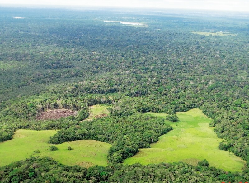 Subastarán obras de arte en Bogotá para financiar proyectos que preserven el Amazonas