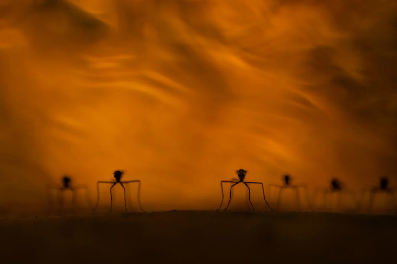 Mosquitos en fuego.