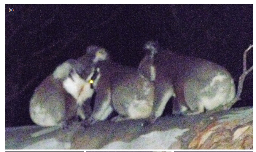 Los koalas no serían tan solitarios como se creía: tres fueron vistos interactuando