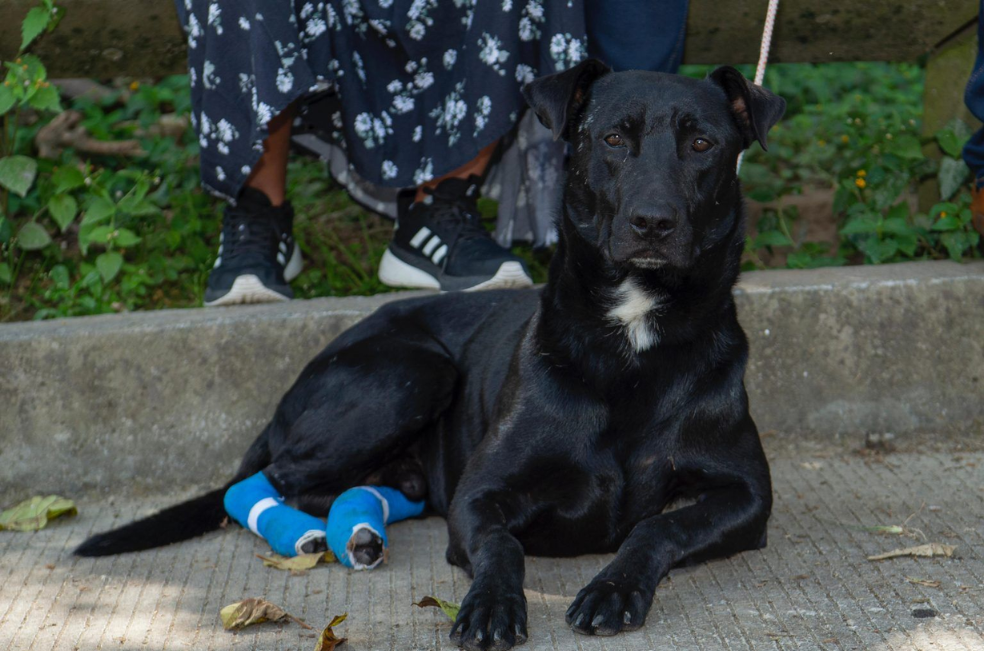 Manizales lanza campaña para proteger a los animales de atropellos