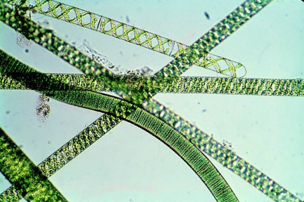 Primer experimento para cultivar oxígeno en el espacio