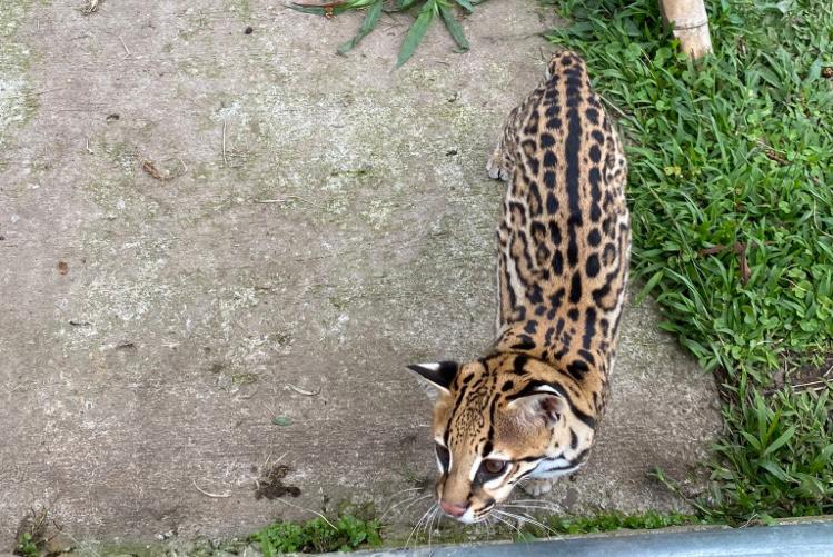 Rescatan un ocelote, especie en vía de extinción, que vivía enjaulado en una finca