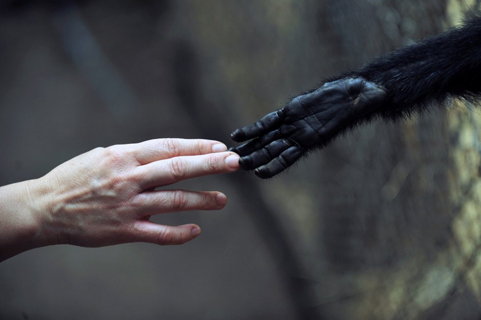 Una mujer toca a un mono araña en el Centro de Rehabilitación de Primates y Rescate, en Peñaflor, 36 km al suroeste de Santiago, Chile. (AFP)