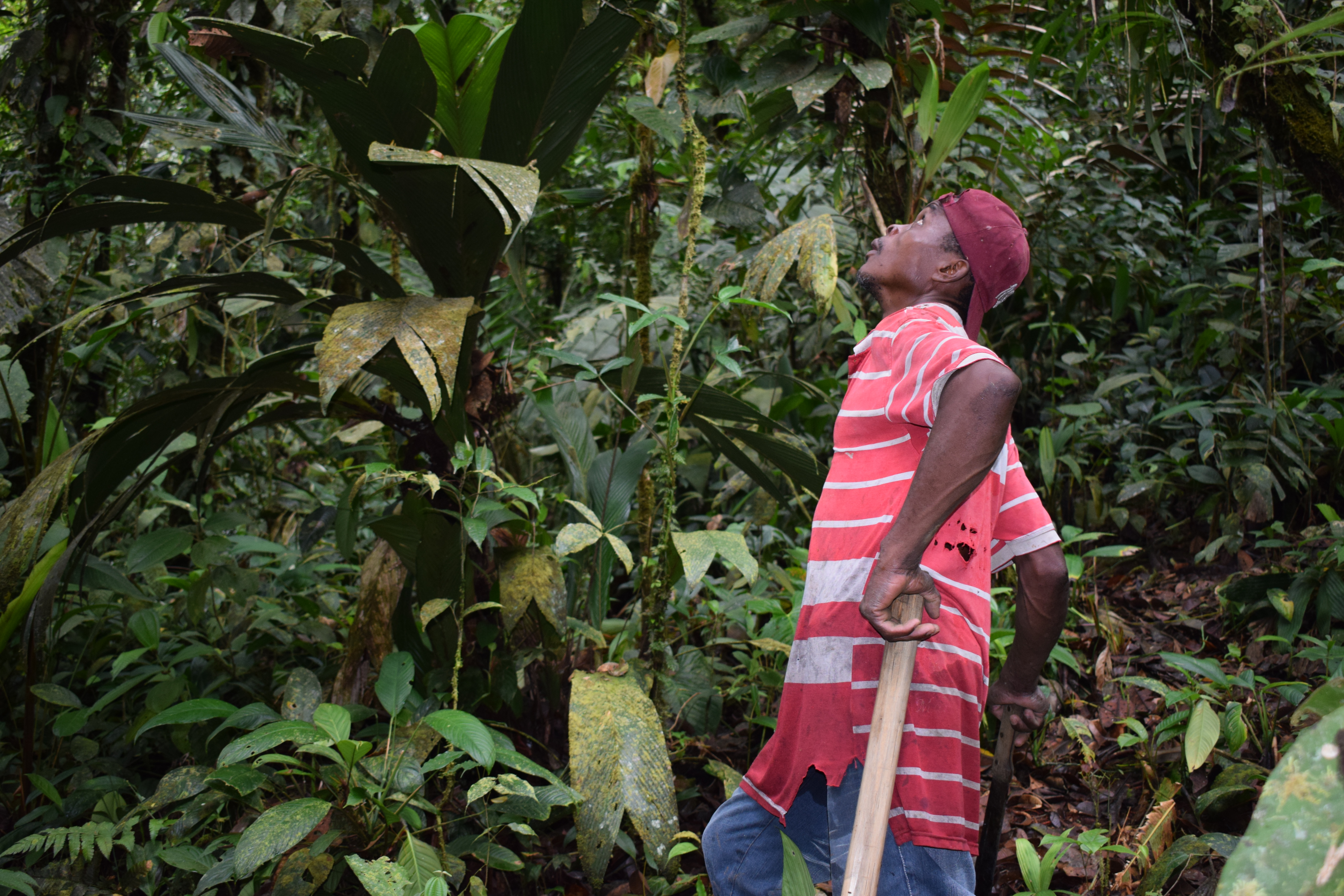 La forestería comunitaria en Yurumanguí da sus primeros frutos.