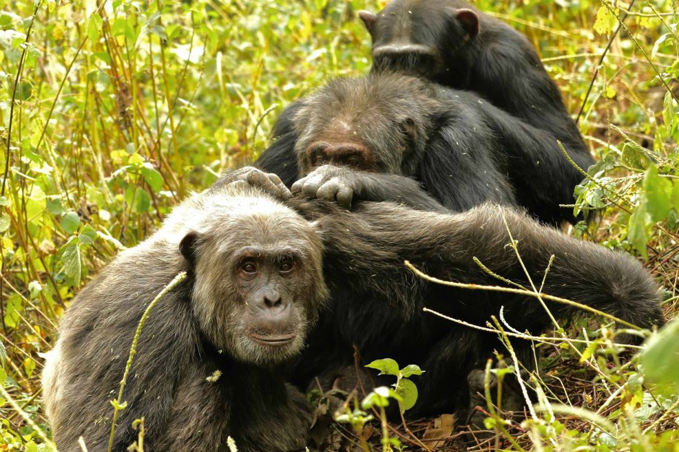 Los chimpancés mantienen pocos pero buenos amigos cuando envejecen, como los humanos