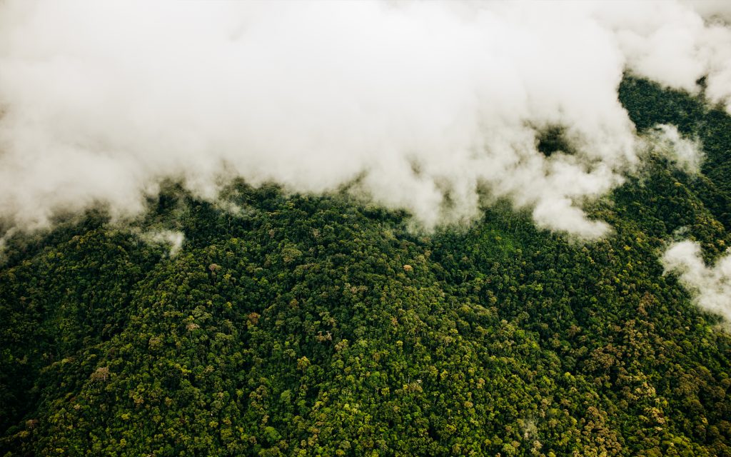 Masbosques, 17 años de compromiso con la sostenibilidad