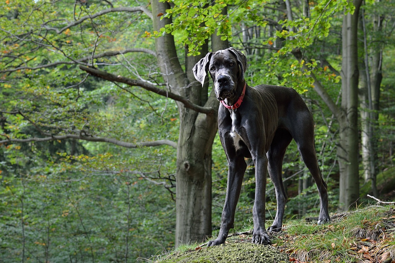 ¿Cuáles son algunas de las mejores razas de perros grandes?