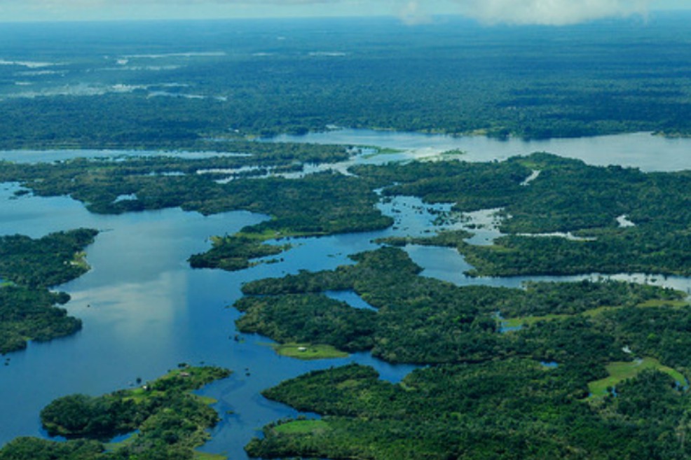 El comercio de vida silvestre en Colombia cuesta 50,2 millones de dólares por año
