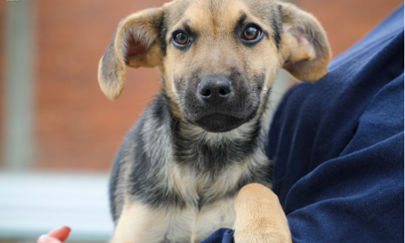 ¡Prográmese! Jornada de adopción de perros y gatos en La Santamaría de Bogotá