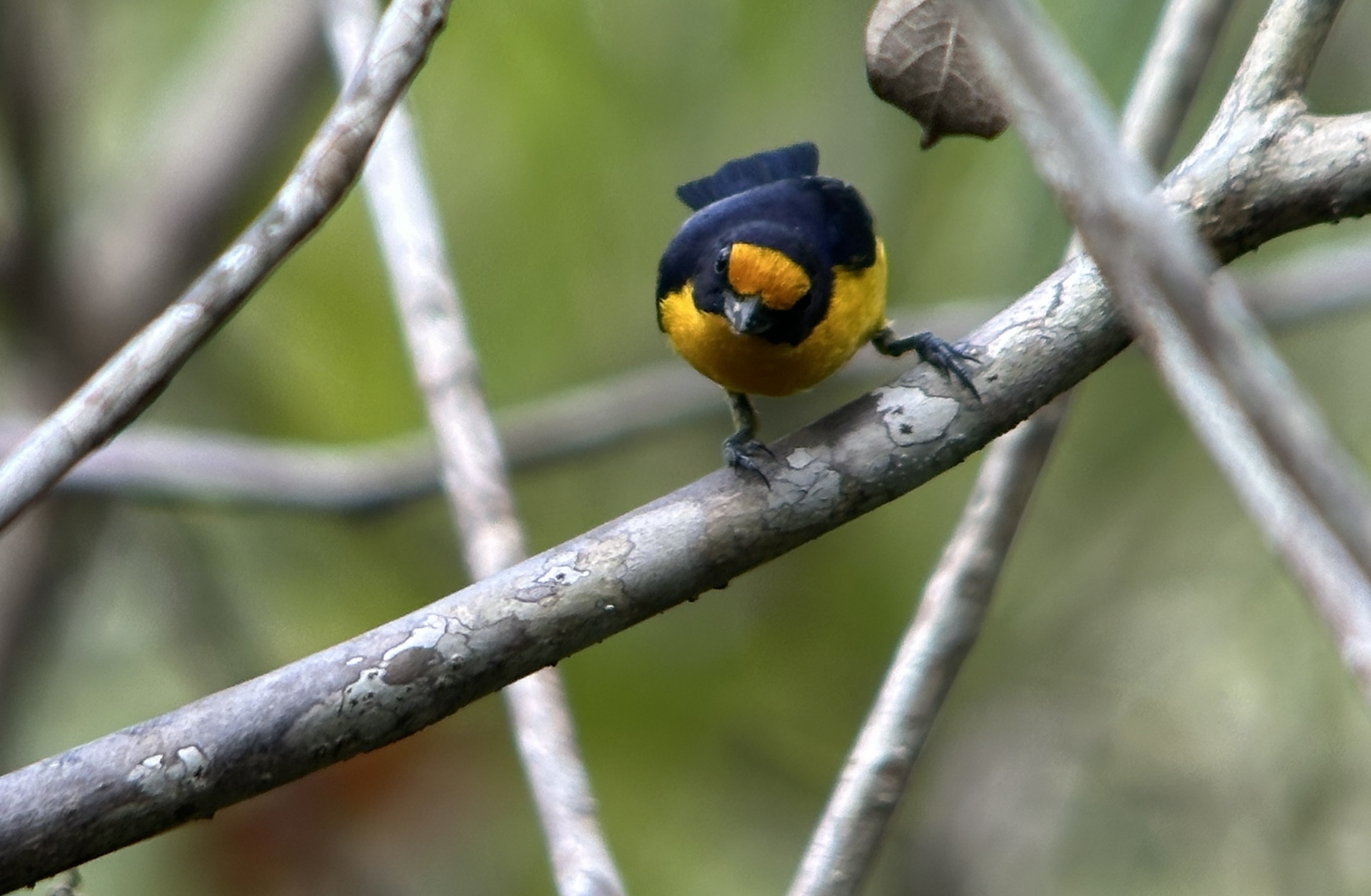 Hay una nueva especie de ave para Colombia. Así la encontraron