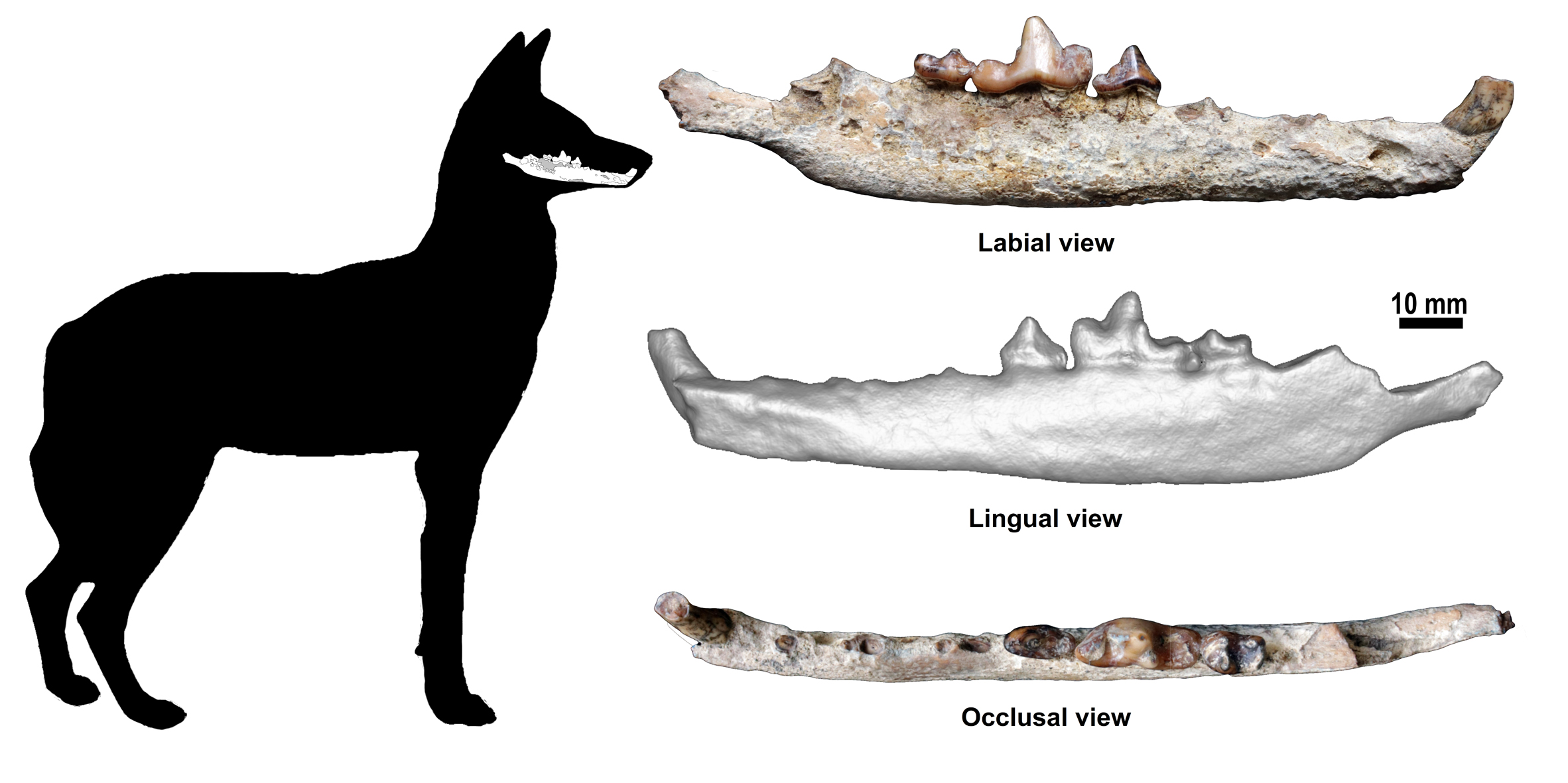 Hallan el primer fósil del lobo etíope, una de las especies más amenazadas del mundo