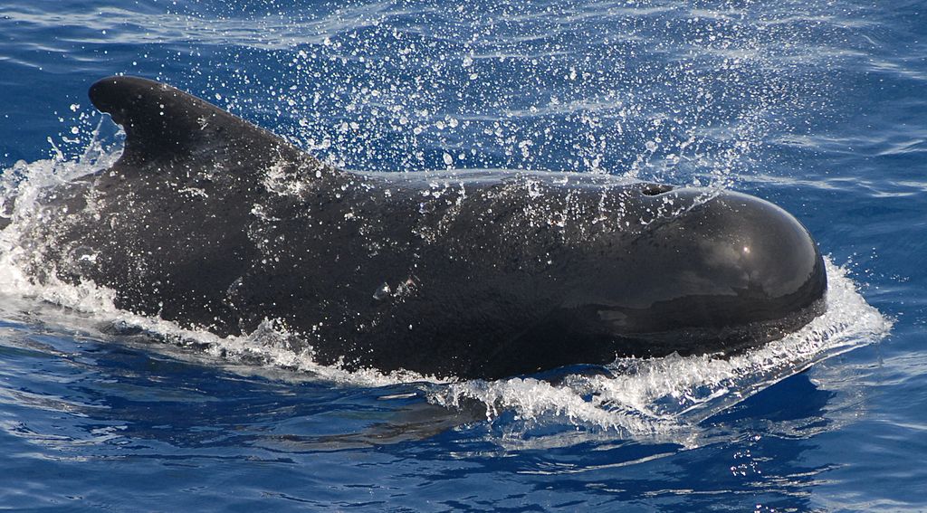 Encuentran 49 ballenas “varadas”  en Nueva Zelanda